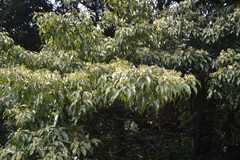 Elaeocarpus munronii